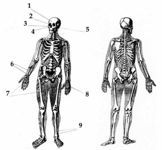 Обобщённая схема телесных повреждений Рустема Слободина