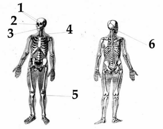 Обобщённая схема телесных повреждений Александра Колеватова
