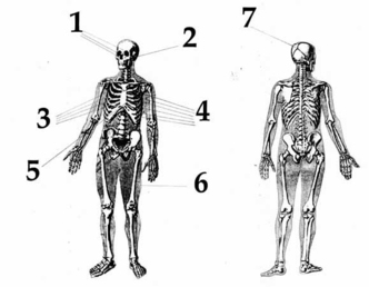 Обобщённая схема телесных повреждений Людмилы Дубининой