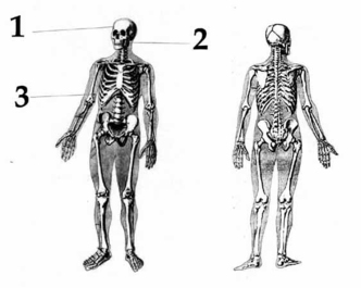 Обобщённая схема телесных повреждений Николая Тибо-Бриньоля