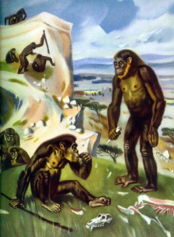 Australopithecus africanus. Fig. 1