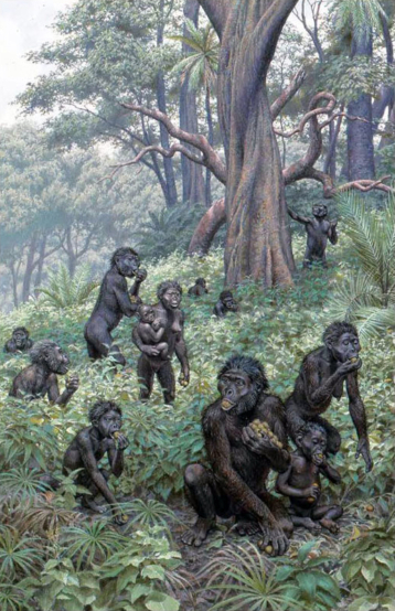 Australopithecus africanus. Fig. 3
