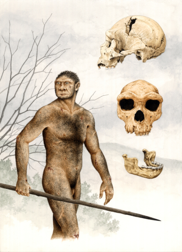 Homo heidelbergensis