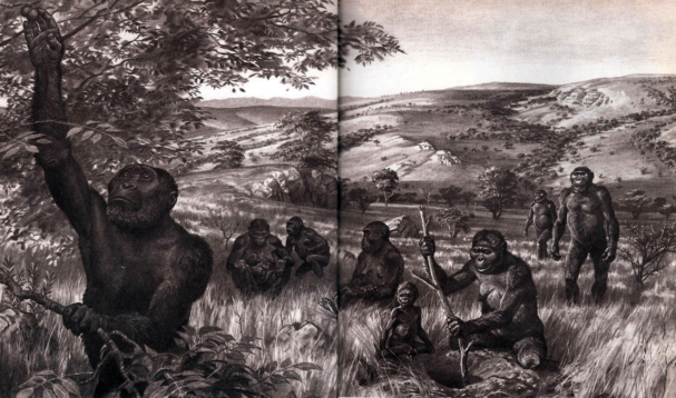 Paranthropus robustus